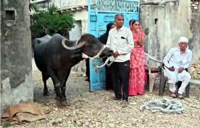 દેવભૂમિ દ્વારકા જિલ્લામાં અપૂરતા વરસાદને કારણે ગંભીર સ્થિતિ, ખેડૂતો પશુઓ સાથે હિજરત કરવા મજબૂર