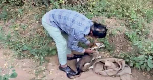 મહેસાણાના સોમનાથ ચોકડી વિસ્તારમાં શિયાળનો ત્રાસ, પાંચ લોકોને ઈજા પહોંચાડતા મચી નાસભાગ