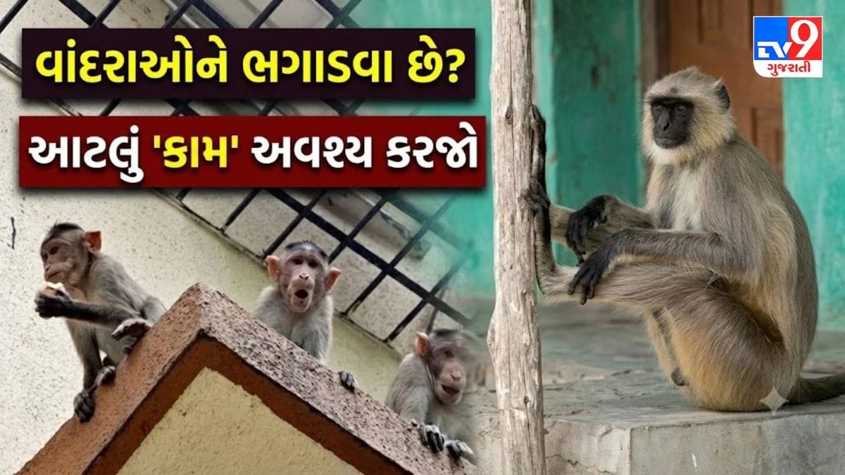 વાંદરાઓના ત્રાસથી મેળવો છુટકારો: આ સરળ ઘરેલું ઉપાયોથી ઘરમાં નહીં ઘૂસે વાનરો