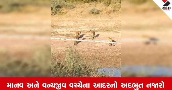 અમરેલીમાં જંગલના રાજા અને ખેડૂત વચ્ચે અનોખો સંવાદ, આગળ ચાલ્યા જાવ કહેતા જ સિંહો ખેતરમાંથી થયા રવાના