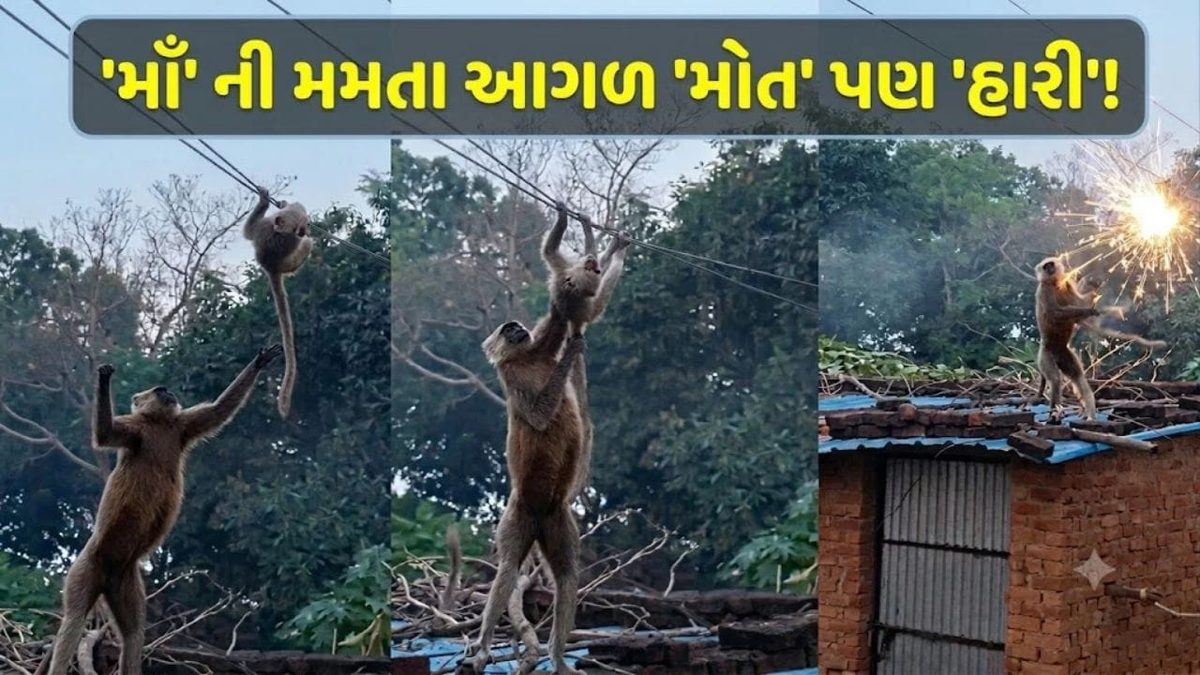 વીજળીના કરંટથી તડપતા બચ્ચાને બચાવવા મોત સામે લડી ગઈ મા, આ નજારો જોઈને આંખો ભીની થઈ જશે