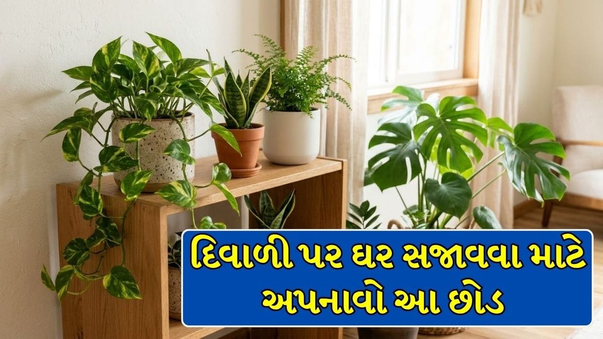 દિવાળીએ મોંઘા ફર્નિચર પાછળ પૈસા બગાડવાની જરૂર નથી! આ 5 સુંદર છોડથી ઘરને આપો એકદમ શાહી અને નેચરલ લુક