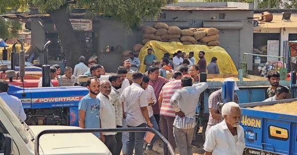 દહેગામ APMC માં અડદની ધૂમ આવક, દૈનિક 100 ટ્રેક્ટરનો ધસારો
