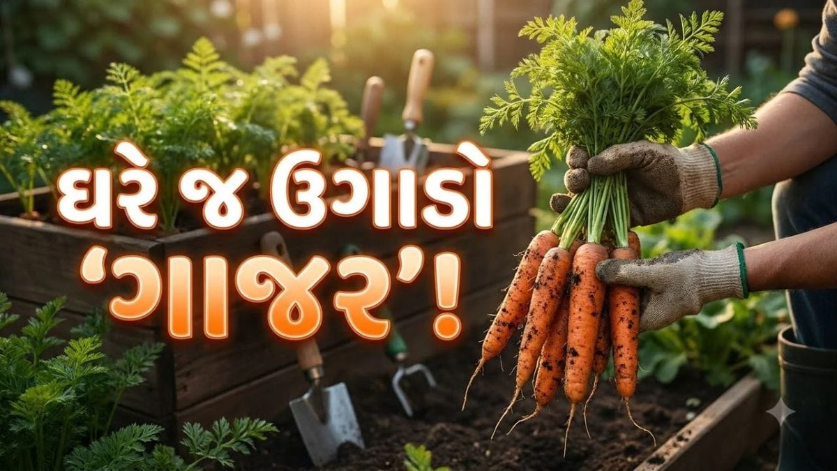 ઘરે કૂંડામાં જ ઉગાડો તાજા અને ઓર્ગેનિક ગાજર, જાણી લો વાવવાથી લઈને લણણી સુધીની આસાન રીત