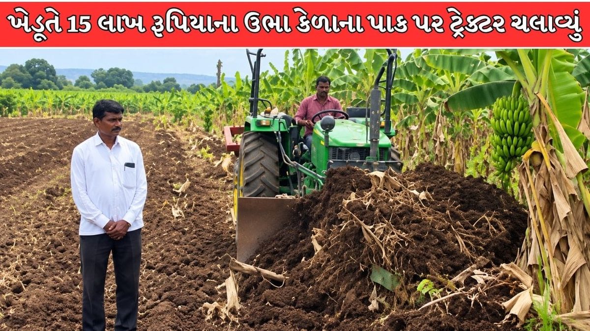 મહારાષ્ટ્રમાં કાળઝાળ પાણીની અછત અને યોગ્ય ભાવ ન મળતા ખેડૂતે કેળાના પાક પર ફેરવ્યું ટ્રેક્ટર