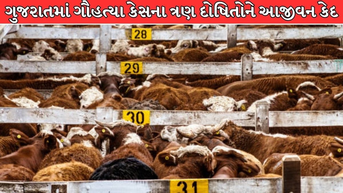 ગુજરાતમાં ગૌહત્યા કેસમાં કડક ચુકાદો, ત્રણ દોષિતોને આજીવન કેદ અને લાખોનો દંડ