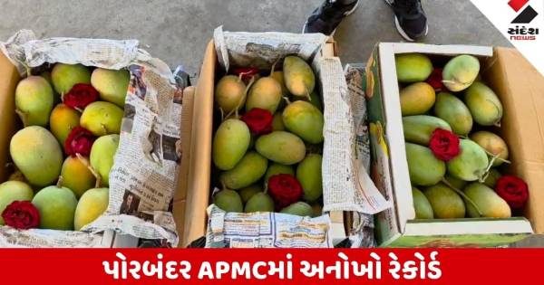 એપ્રિલ-મેની કેસર કેરી ઓક્ટોબરમાં જ પાકી ગઈ, પોરબંદર માર્કેટિંગ યાર્ડમાં લાગી ભારે ભીડ