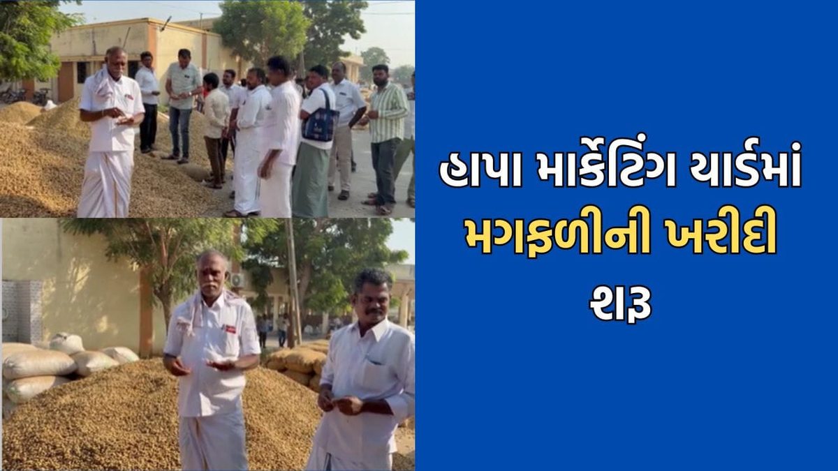 જામનગરના હાપા માર્કેટિંગ યાર્ડમાં મગફળીની ખરીદી શરૂ, તમિલનાડુના વેપારીઓએ ઉંચા ભાવ આપીને ખરીદી કરી
