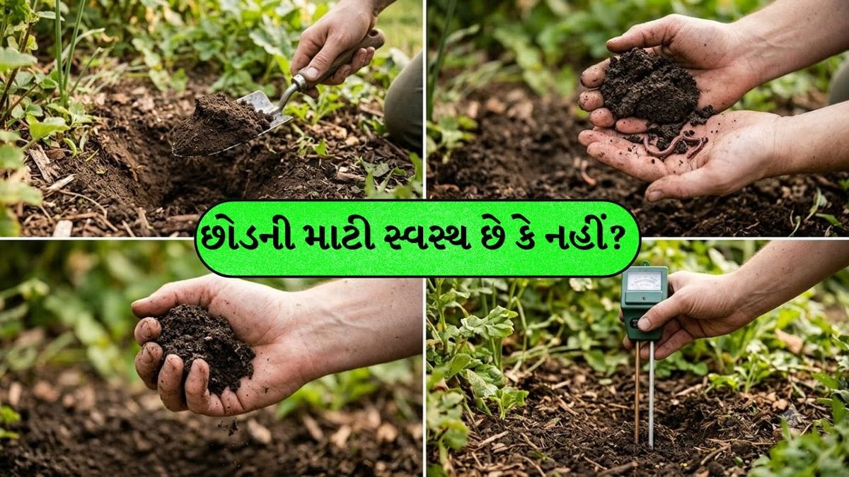 કૂંડાની માટીમાં આ નાનો જીવ દેખાઈ જાય તો સમજી લો થઈ ગયું કામ, છોડ ફૂલોથી છલોછલ થઈ જશે