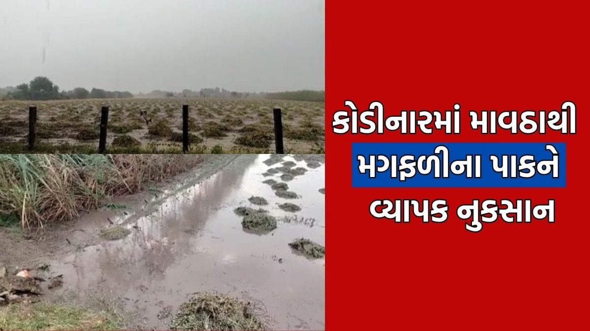 ગીર સોમનાથમાં માવઠાનો કેર: તાલાલા અને કોડીનારમાં ખેડૂતોના મોંમાં આવેલો કોળિયો છીનવાયો
