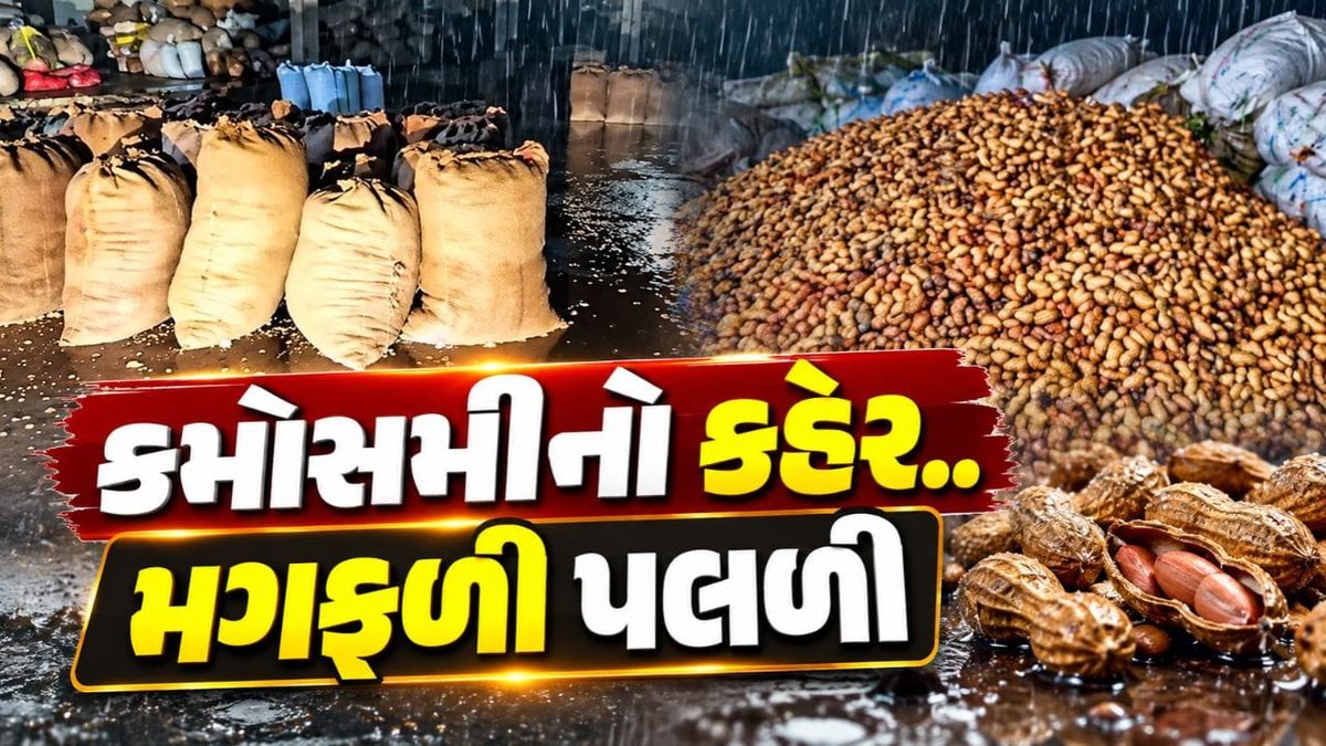 જેતપુર માર્કેટ યાર્ડમાં કમોસમી વરસાદથી મગફળી પલળી: વહીવટી તંત્ર સામે સવાલોના ઘેરા