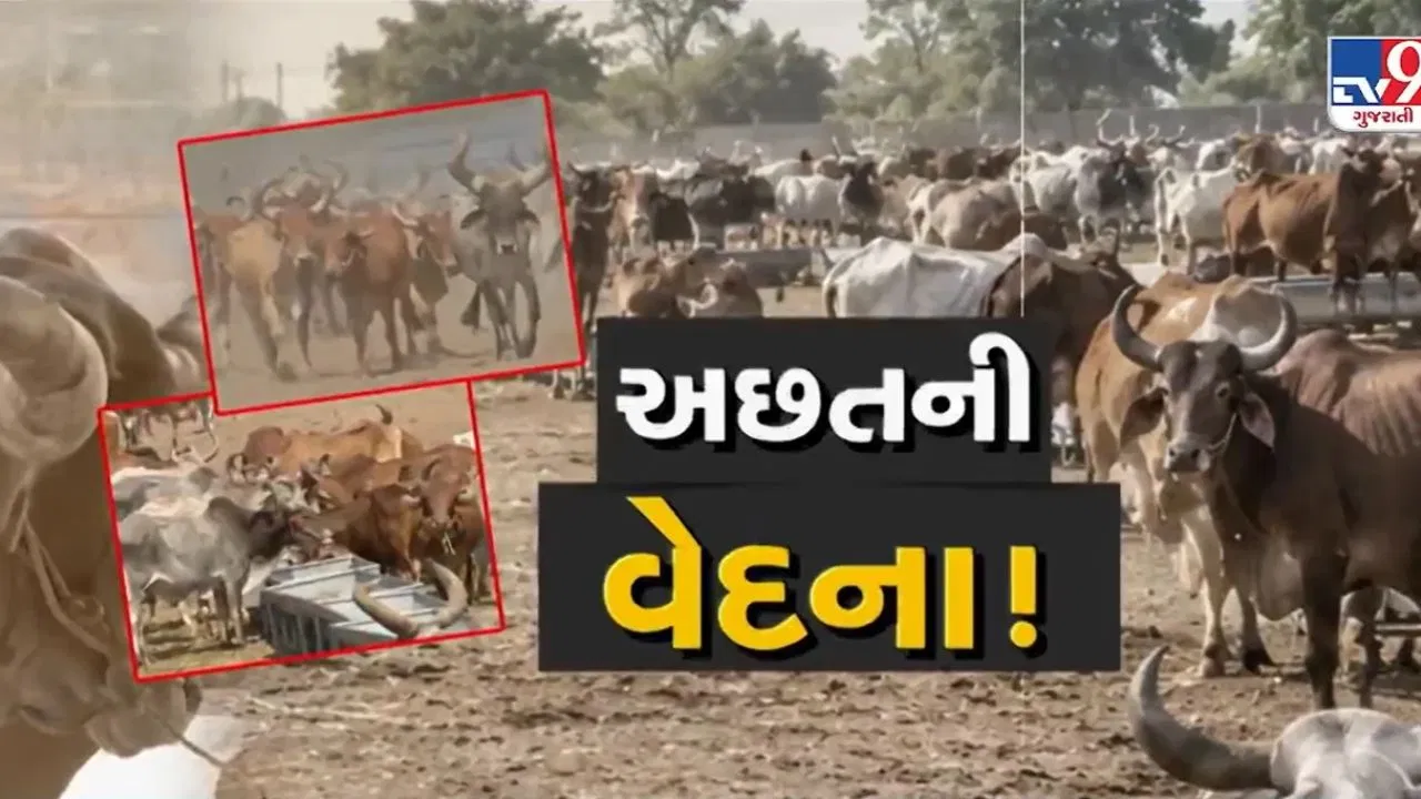 સૌરાષ્ટ્રમાં દુષ્કાળનો કહેર: પાણી અને ઘાસચારાની અછતથી હેરાન ખેડૂતો દીકરા જેવા વ્હાલસોયા બળદોને આશ્રમે મુકવા મજબૂર