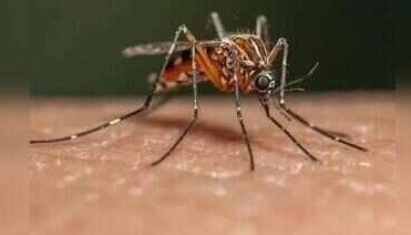 શહેરમાં ડેન્ગ્યુના કેસોમાં ઘટાડો છતાં પાલિકા સતર્ક: મચ્છરજન્ય રોગચાળાને અટકાવવા સઘન ઝુંબેશ યથાવત