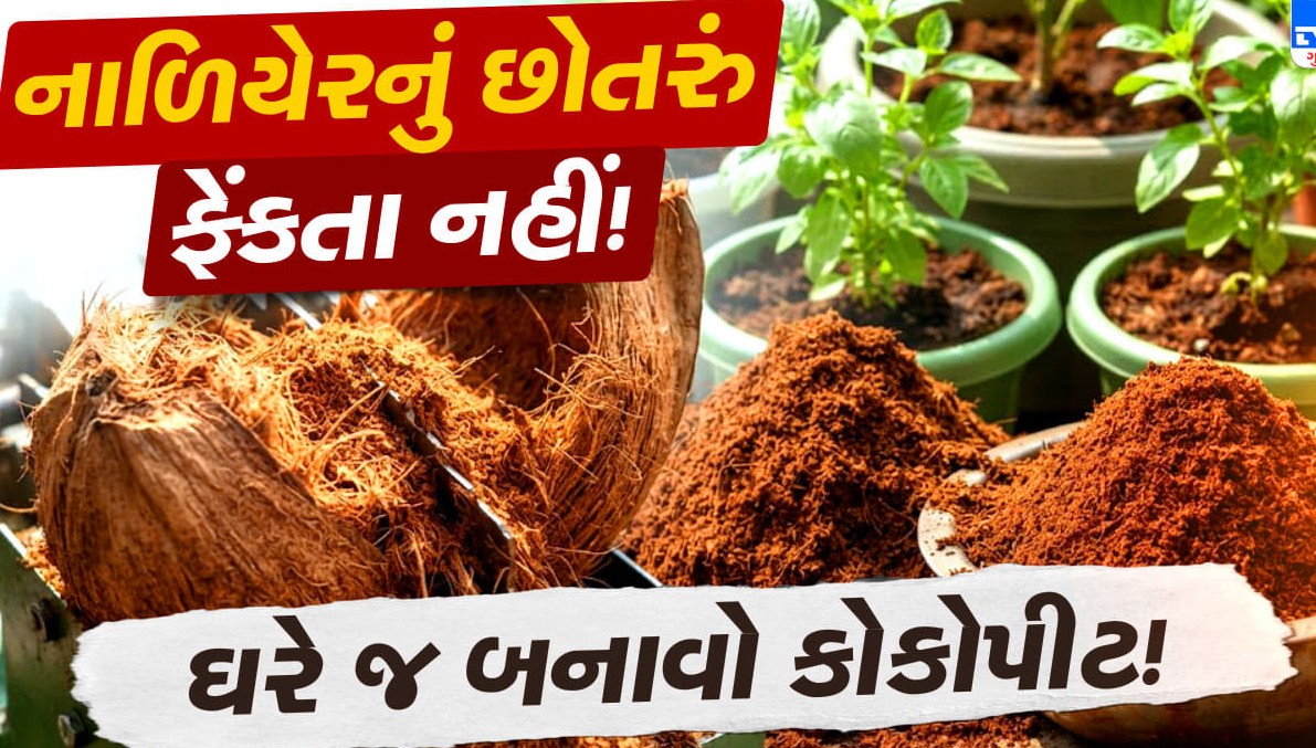 નાળિયેરના છોતરાં કચરામાં ફેંકવાને બદલે ઘરે જ બનાવો ઉત્તમ કોકોપીટ: બગીચાના છોડ માટે સાબિત થશે આશીર્વાદરૂપ