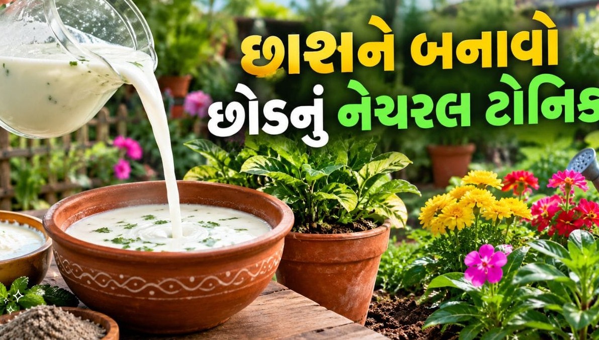 ઘરમાં વધેલી છાશ ફેંકવાને બદલે બનાવો ઉત્તમ પ્રવાહી ખાતર: બગીચાના છોડ માટે સાબિત થશે આશીર્વાદરૂપ