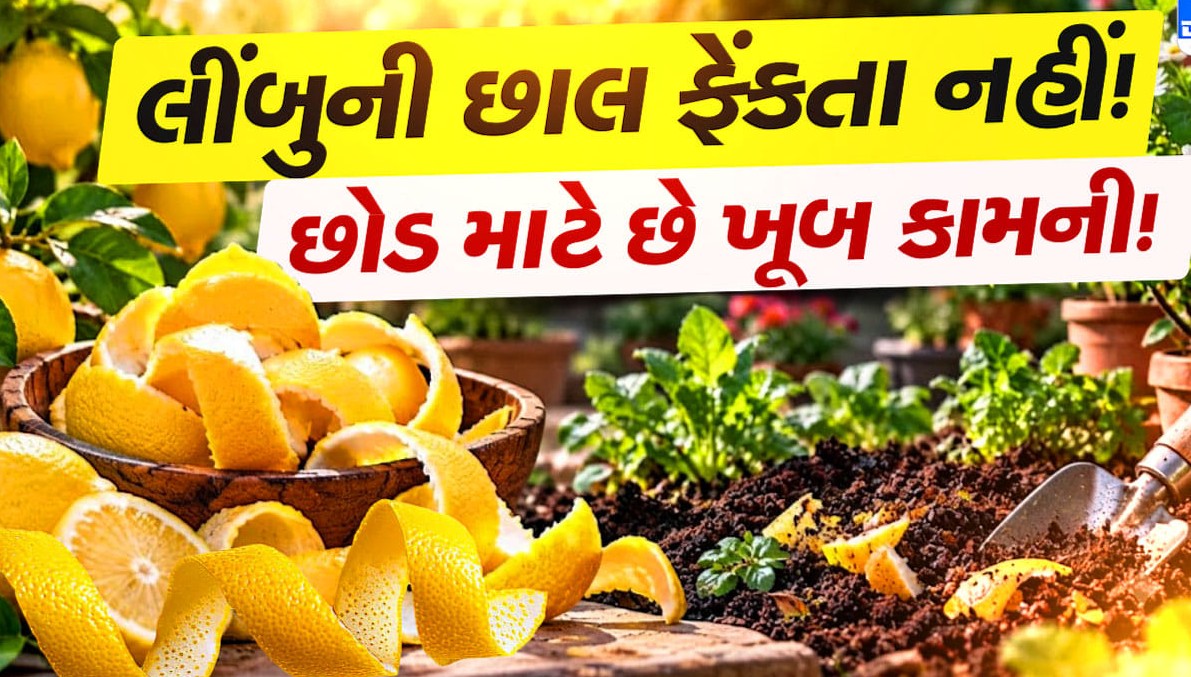 રસોડામાંથી ફેંકી દેવાતી લીંબુની છાલ છે બગીચા માટે વરદાન: જાણો કૂંડા અને છોડની માવજત માટેના અકસીર ઉપાયો
