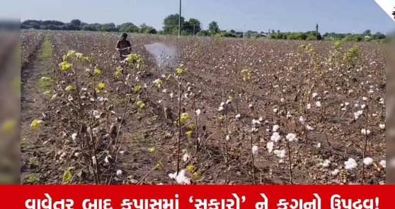 ઉપલેટા પંથકમાં કપાસના પાકમાં સુકારો અને ફૂગનો પ્રકોપ: લાખોનો ખર્ચ માથે પડતાં ખેડૂતો આર્થિક સંકટમાં, તાત્કાલિક સહાયની માગ
