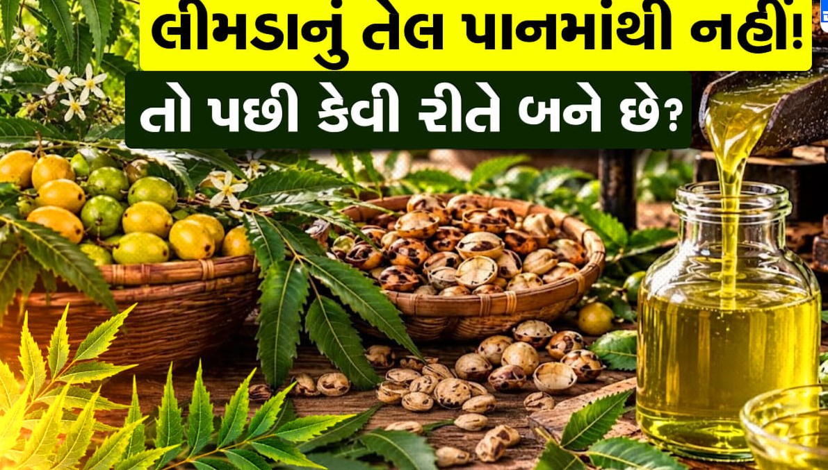 લીમડાનું તેલ પાનમાંથી નહીં પણ બીજમાંથી બને છે: જાણો શુદ્ધ દેશી પદ્ધતિથી લીંબોળીમાંથી તેલ મેળવવાની રસપ્રદ પ્રક્રિયા