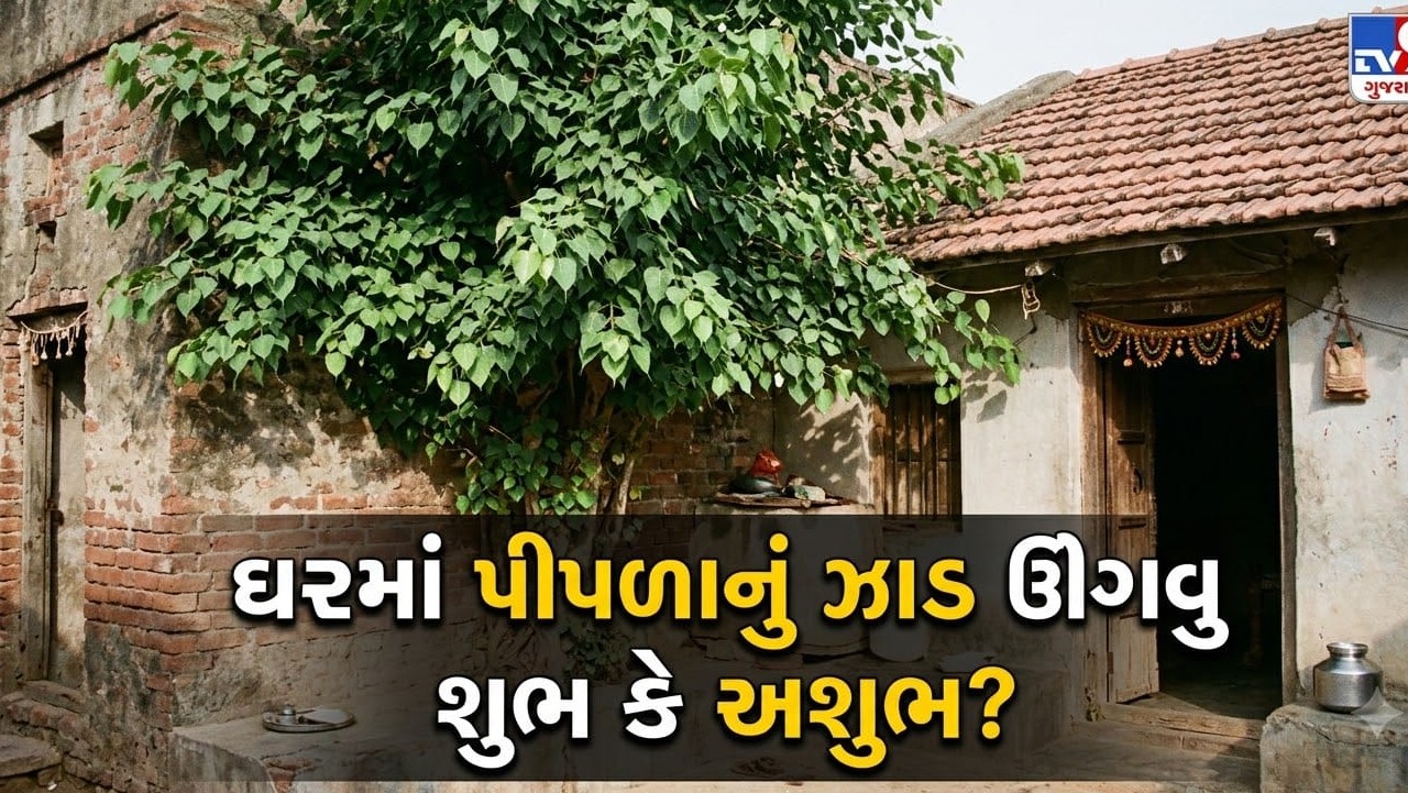 ઘરમાં પીપળો ઊગવો શુભ કે અશુભ? જાણો વાસ્તુ નિયમો અને મકાનની સુરક્ષા માટેના વ્યવહારુ ઉપાયો