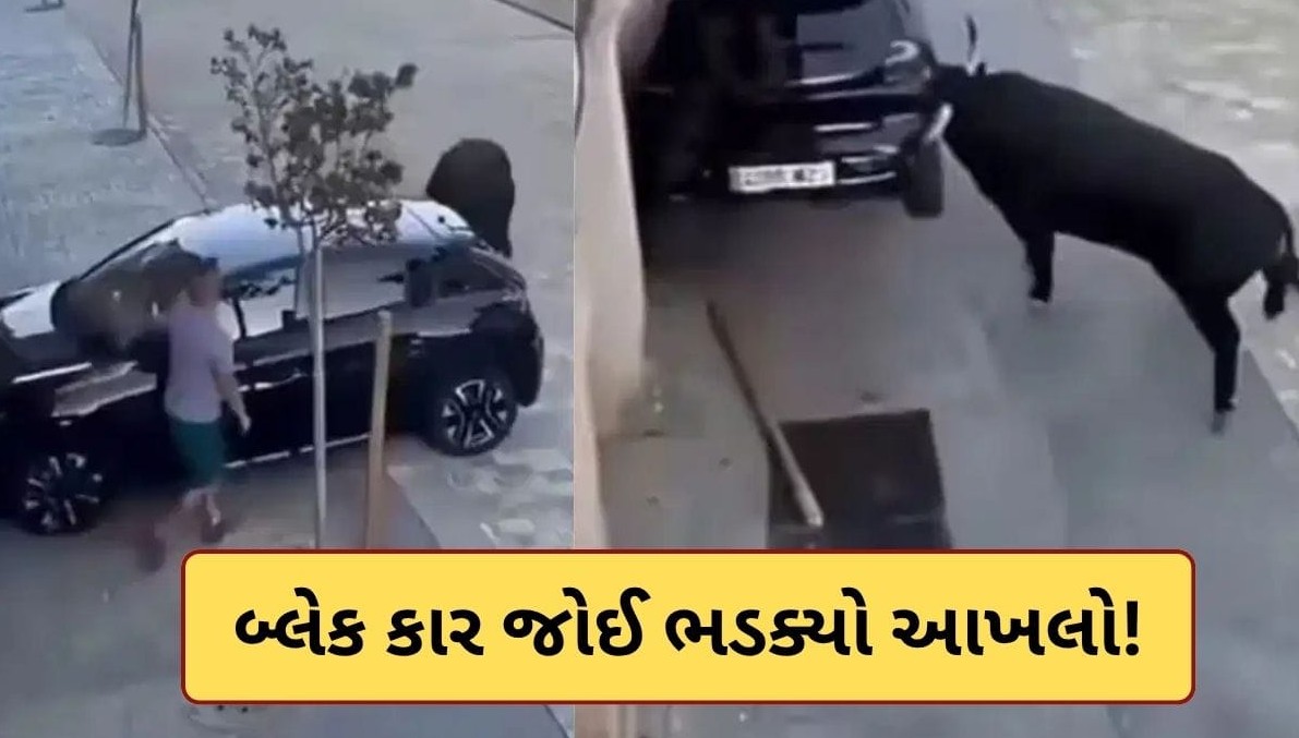 કાળી કાર જોઈને વિફરેલા પ્રચંડ આખલાએ મચાવ્યો ઉત્પાત: શિંગડાના જોરે વાહનને રમકડાની જેમ ફંગોળતો વીડિયો વાયરલ