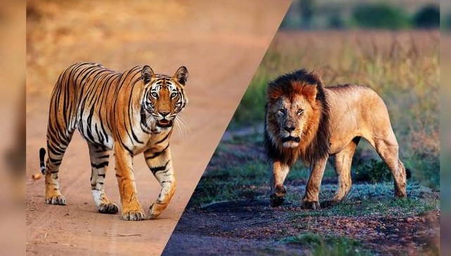 વૈશ્વિક સ્તરે વન્યજીવોના ઘટાડા વચ્ચે ભારતમાં વાઘ અને સિંહની સંખ્યામાં નોંધપાત્ર વધારો: સંરક્ષણ સામે નવા પડકારો