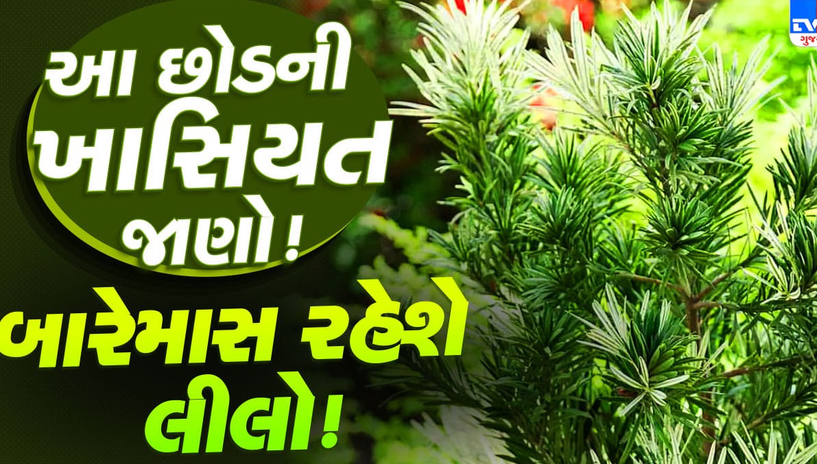 ઘરને આખું વર્ષ લીલુંછમ રાખશે ‘રોમન કેન્ડલ પોડોકાર્પસ’: ઓછી મહેનતે સુંદરતા વધારતો સદાબહાર છોડ