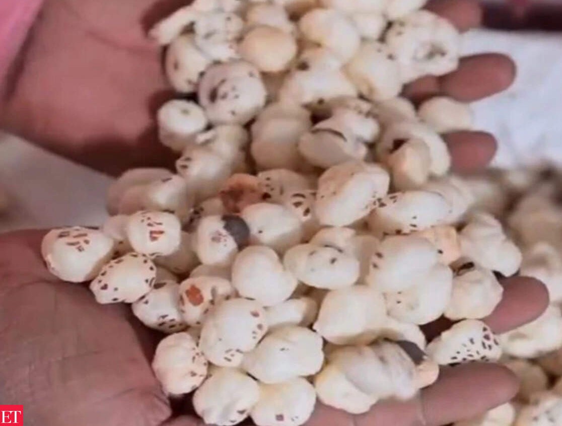 બિહારના જીઆઈ ટેગ પ્રાપ્ત મિથિલા મખાનાની વૈશ્વિક બજારમાં પ્રચંડ માંગ, નિકાસ સાત હજાર ટન વટી ગઈ
