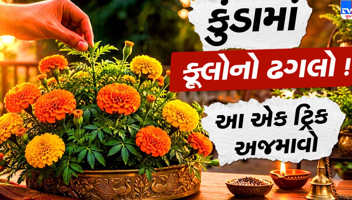 દિવાળી સુધી ગલગોટાનો છોડ ભરાઈ જશે ફૂલોથી, માળીની આ ફ્રી ટ્રિકથી એકસાથે ખીલશે ઢગલાબંધ ફૂલો