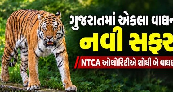 ગુજરાતના જંગલોમાં વંશવૃદ્ધિ માટે આવશે બે માદા વાઘણ, એકમાત્ર નર વાઘને મળશે જીવનસાથી