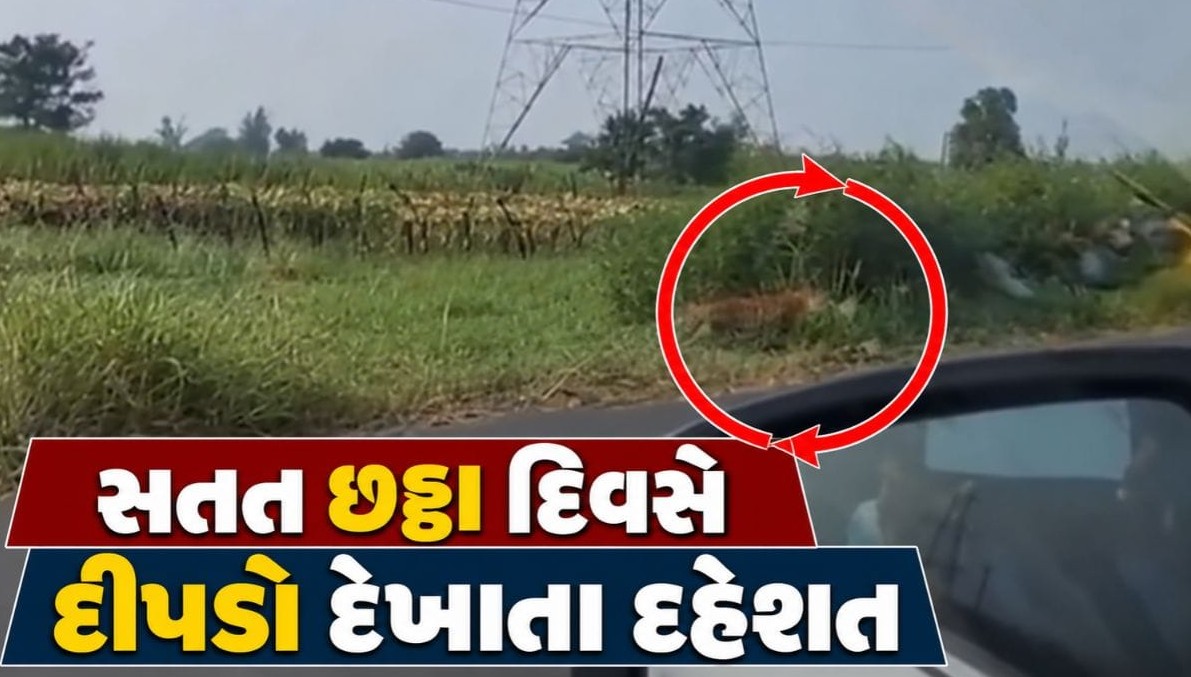 નવસારીના સરેયા ગામે છઠ્ઠા દિવસે દીપડાના દર્શનથી હાહાકાર, ગ્રામજનોમાં ભયનો માહોલ
