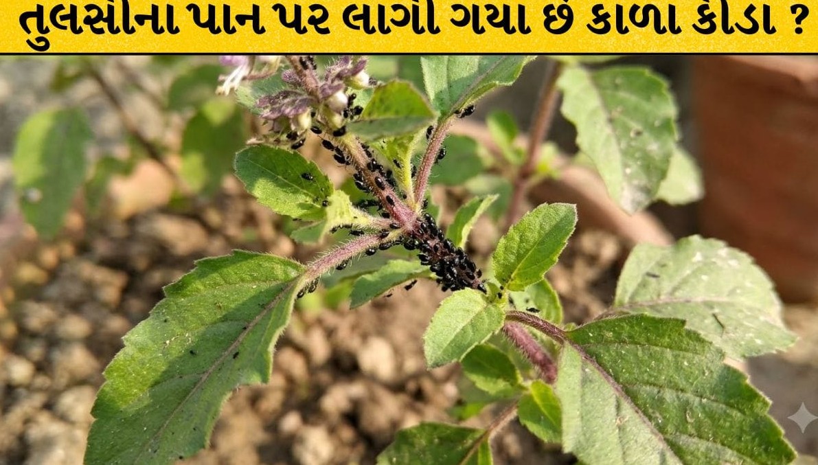 કૂંડામાં ઉગાડેલા તુલસીના છોડ પર પડી ગયા છે કાળા કીડા? આ અચૂક ઘરેલું ઉપાયથી છોડ થઈ જશે ફરી લીલોછમ
