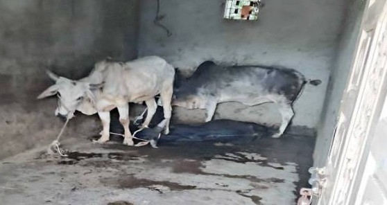 માણસાના ઇટાદરા ગામે પોલીસે દરોડો પાડી ક્રૂરતાપૂર્વક બાંધી રખાયેલા પાંચ પશુઓને મુક્ત કરાવ્યા