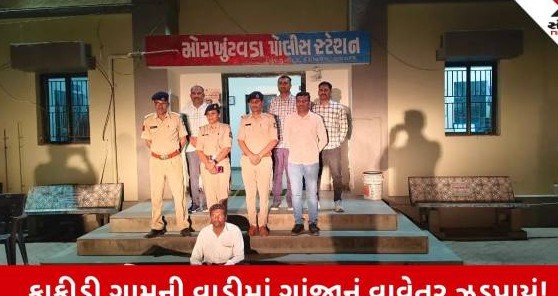 ભાવનગર જિલ્લાના મહુવા પંથકમાં મોટો પર્દાફાશ: કાકીડી ગામેથી ગેરકાયદે લીલા ગાંજાના વાવેતર સાથે એક શખ્સ જેરફ