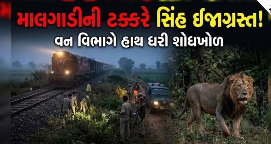 અમરેલીમાં કાળમુખી માલગાડીની ટક્કરે વનરાજ ઈજાગ્રસ્ત, રેલવે ટ્રેક પરથી સિંહનું કપાયેલું પૂંછડું મળ્યું