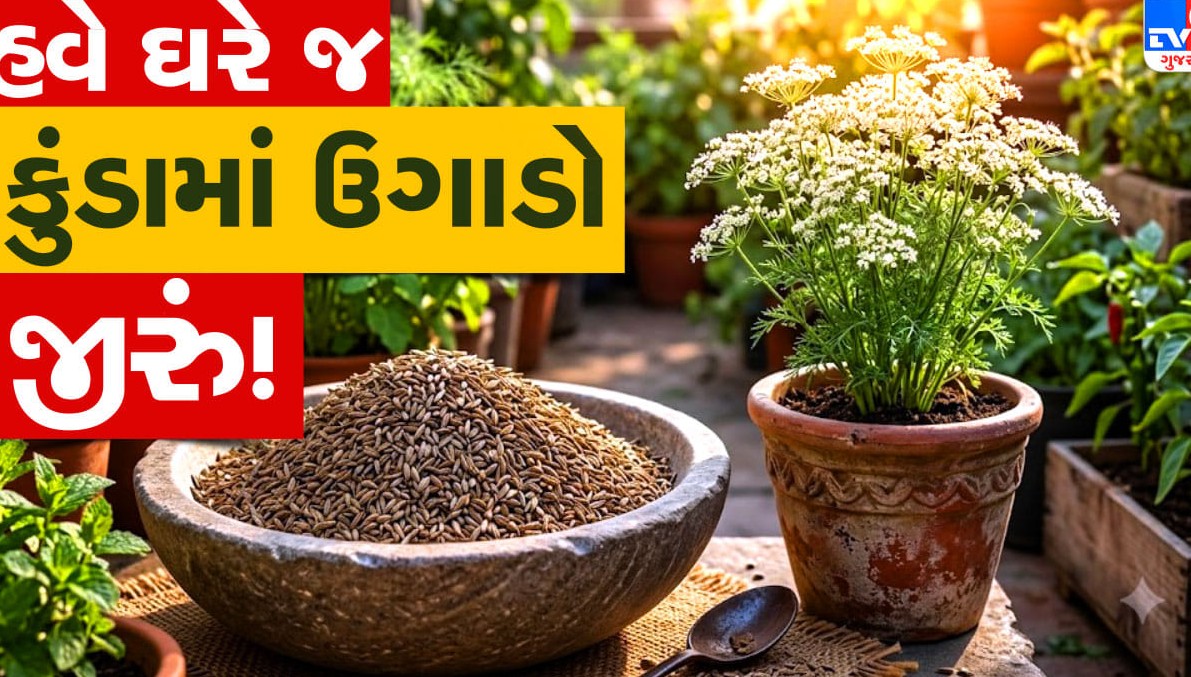 રસોડામાં વપરાતું જીરું હવે ઘરે જ ઉગાડો: કુંડામાં વાવવાની આ રહી સરળ રીત