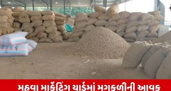 મહુવા બજાર સમિતિમાં મગફળીની ઐતિહાસિક આવક, છાણસઠ નંબરના સીધા બાવીસ શેઠ સાઠ ભાવ બોલાયા