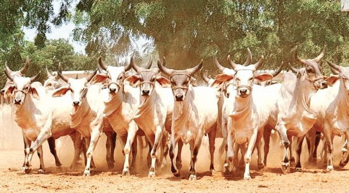 રાજકોટમાં ઓછા વરસાદના કારણે પશુપાલકો માટે વિશેષ રાહત પેકેજ જાહેર કરવા માલધારી સમાજની પ્રબળ માગ