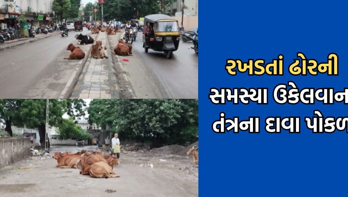 જૂનાગઢમાં રસ્તા પરના ખાડા અને રખડતા ઢોરની સમસ્યાથી પ્રજા ત્રાસી, તંત્રના દાવા પોકળ સાબિત થયા