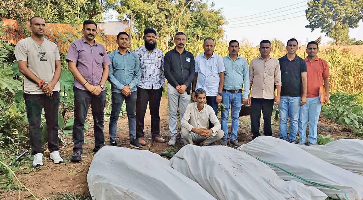 અરવલ્લીના શામળાજીમાં મકાઈના પાકની આડમાં થતી ગાંજાની ખેતી ઝડપાઈ: ૪૩ લાખથી વધુનો મુદ્દામાલ જપ્ત, એક શખ્સ જેલહવાલે